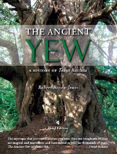 The Ancient Yew